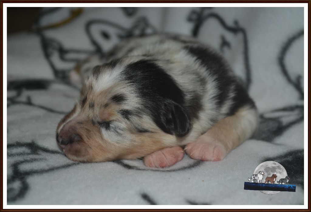 De La Vie Sans Soucis - Chiot disponible  - Berger Australien