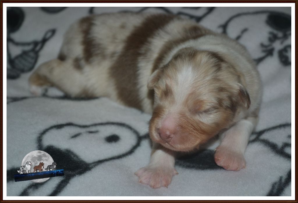 De La Vie Sans Soucis - Chiot disponible  - Berger Australien