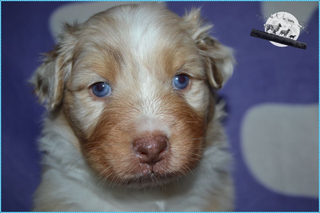 De La Vie Sans Soucis - Chiot disponible  - Berger Australien