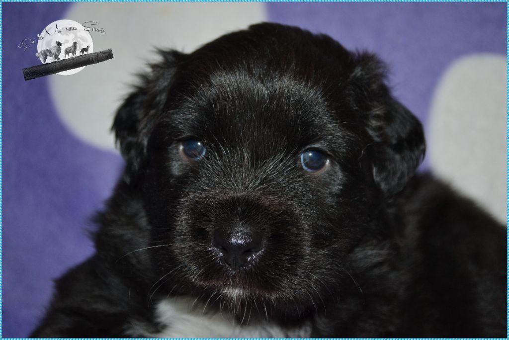 De La Vie Sans Soucis - Chiot disponible  - Berger Australien