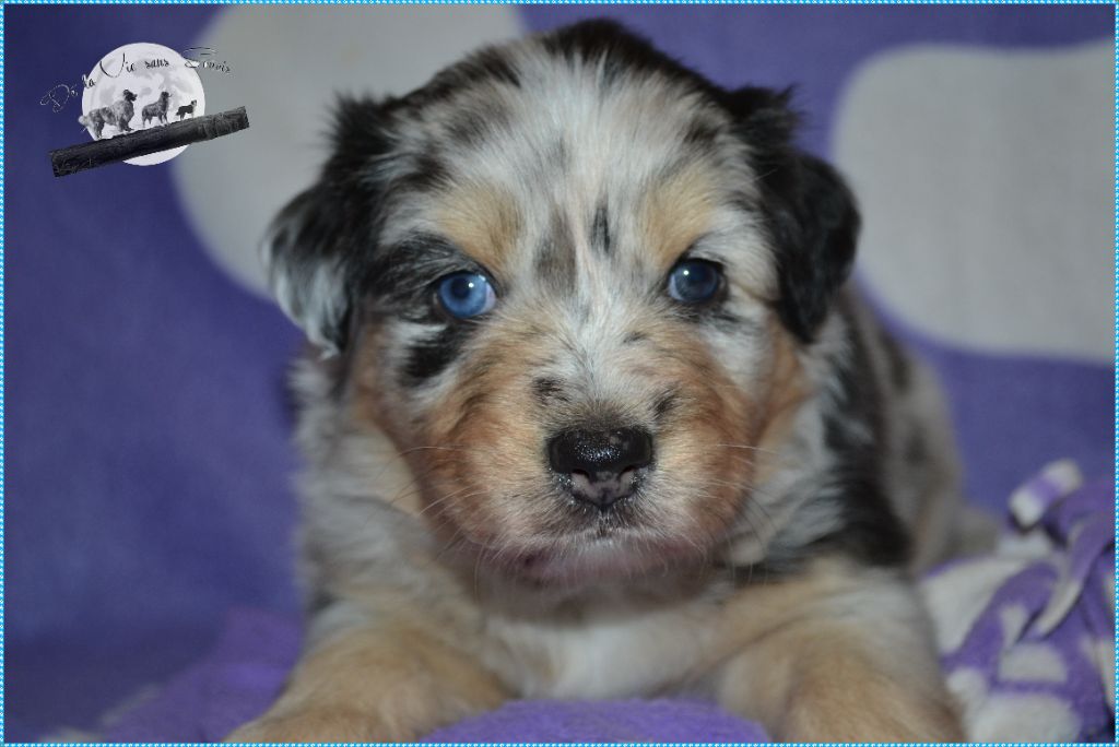 De La Vie Sans Soucis - Chiot disponible  - Berger Australien