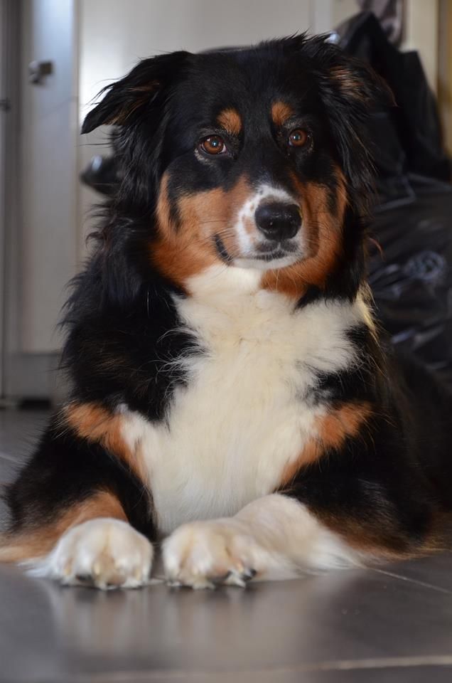 Indiana De La Vie Sans Soucis