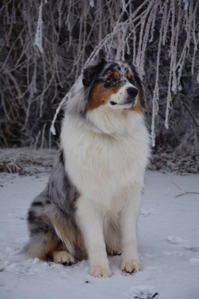 Milka De La Vie Sans Soucis