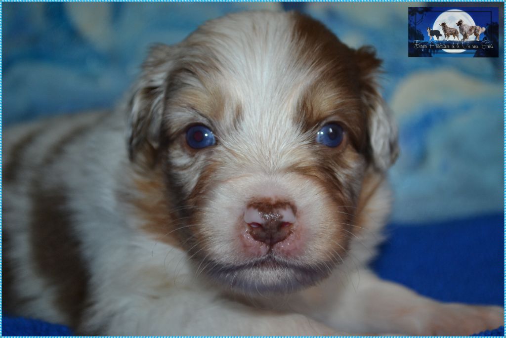 De La Vie Sans Soucis - Chiots disponibles - Berger Australien