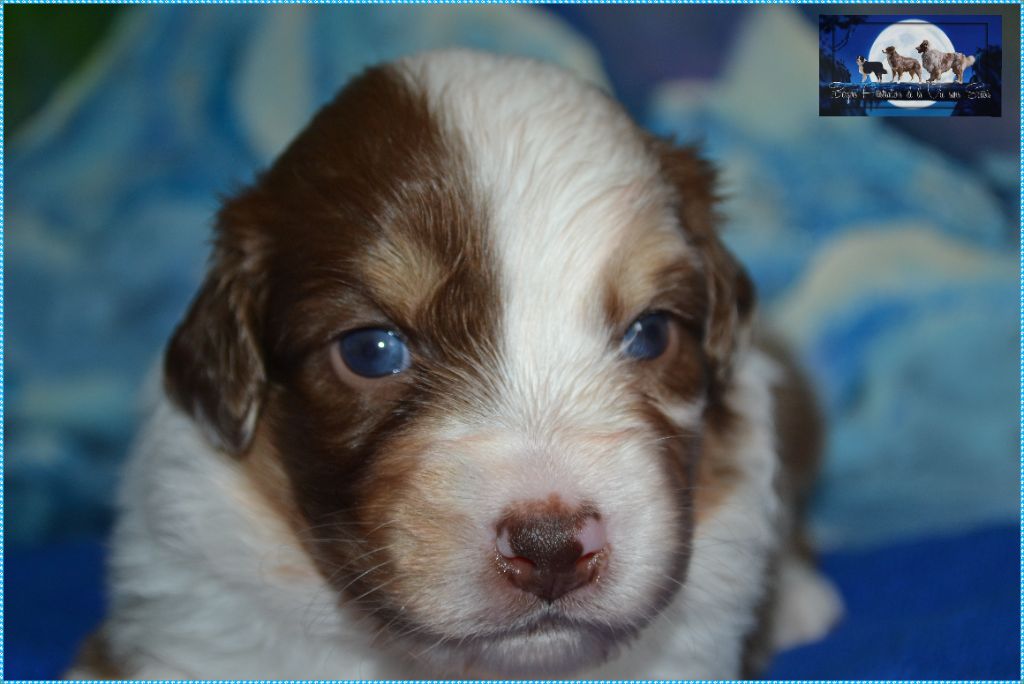 De La Vie Sans Soucis - Chiots disponibles - Berger Australien