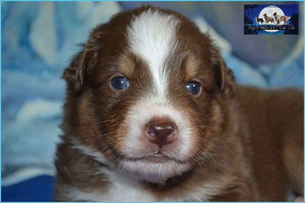 De La Vie Sans Soucis - Chiots disponibles - Berger Australien