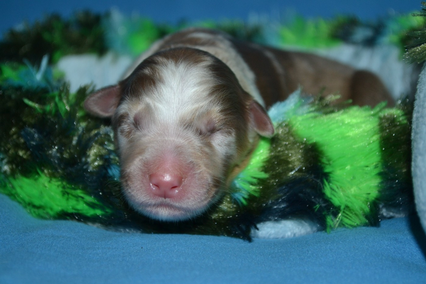 De La Vie Sans Soucis - Berger Australien - Portée née le 07/12/2025