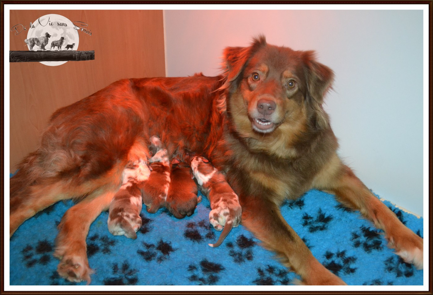 De La Vie Sans Soucis - Berger Australien - Portée née le 07/12/2025