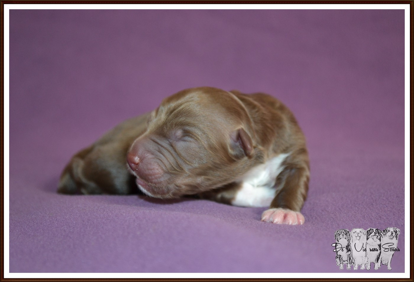 De La Vie Sans Soucis - Chiots disponibles - Berger Australien