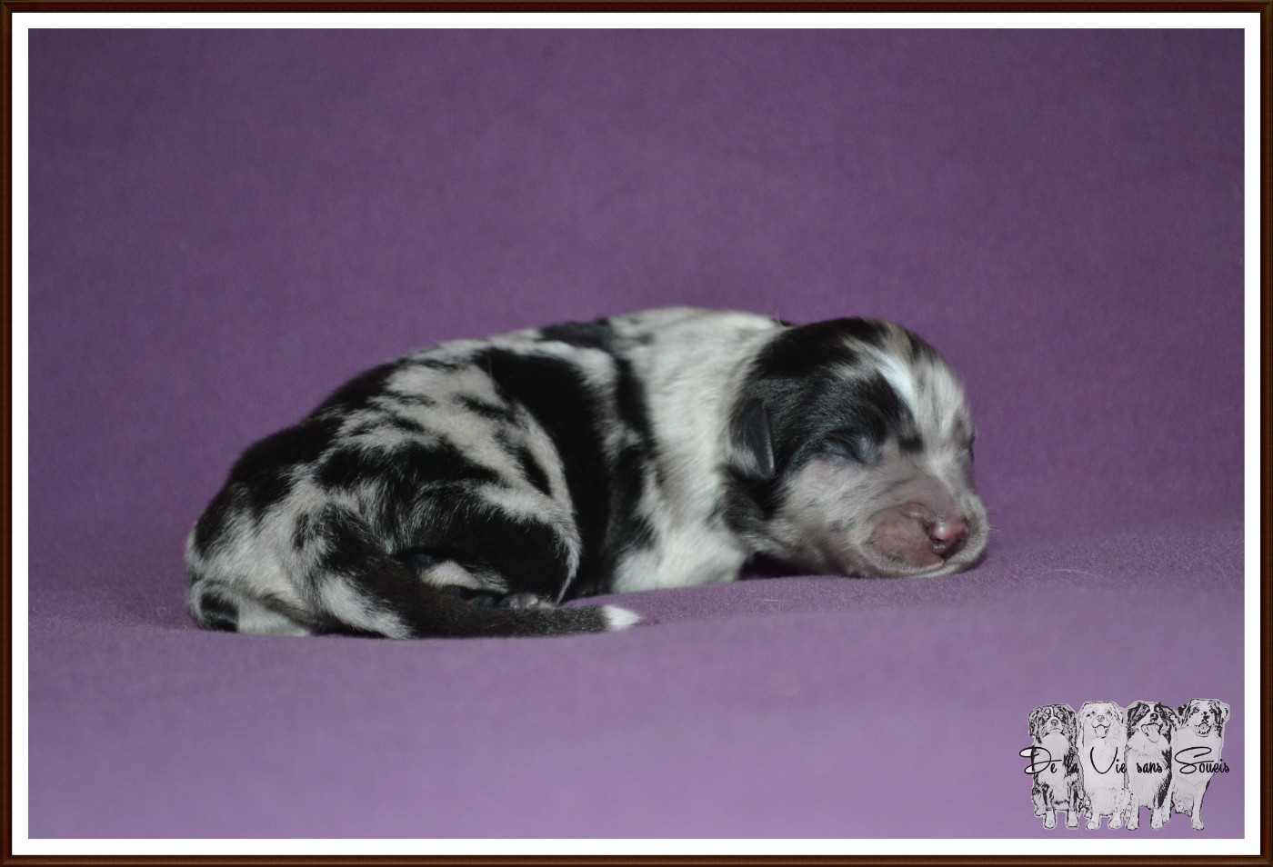 De La Vie Sans Soucis - Chiots disponibles - Berger Australien