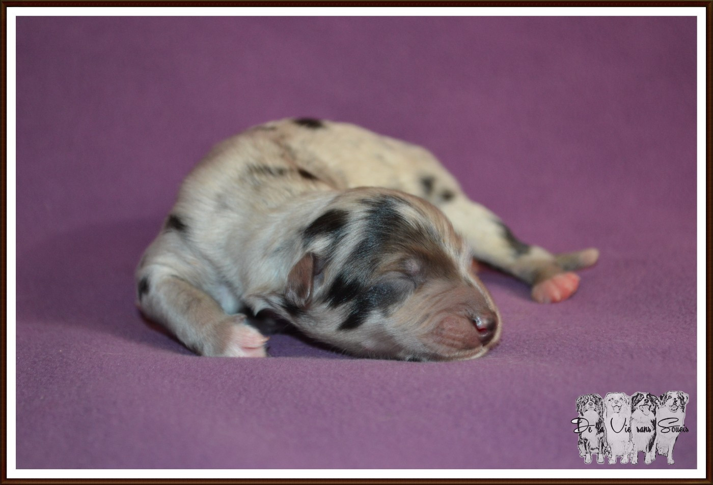 De La Vie Sans Soucis - Chiots disponibles - Berger Australien