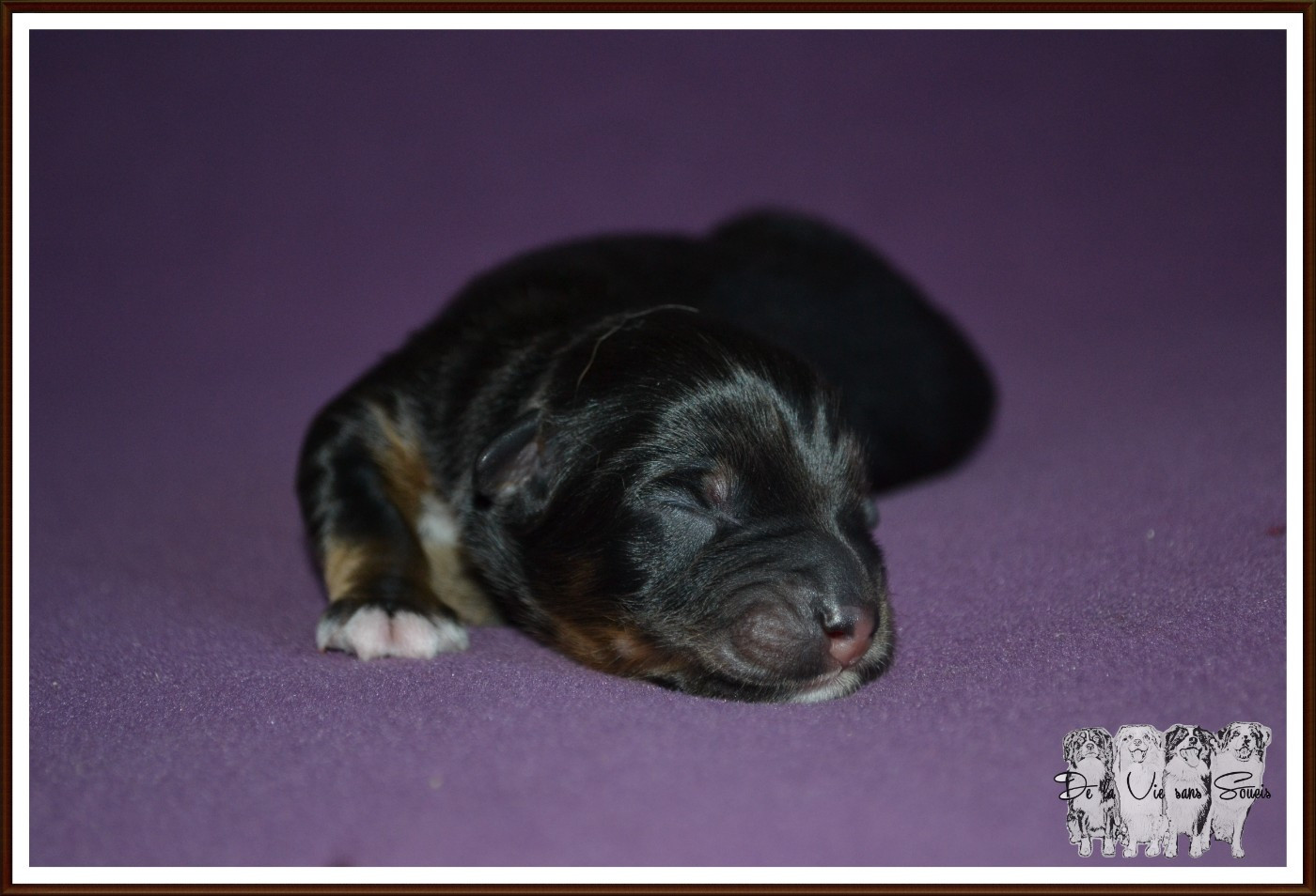 De La Vie Sans Soucis - Chiots disponibles - Berger Australien