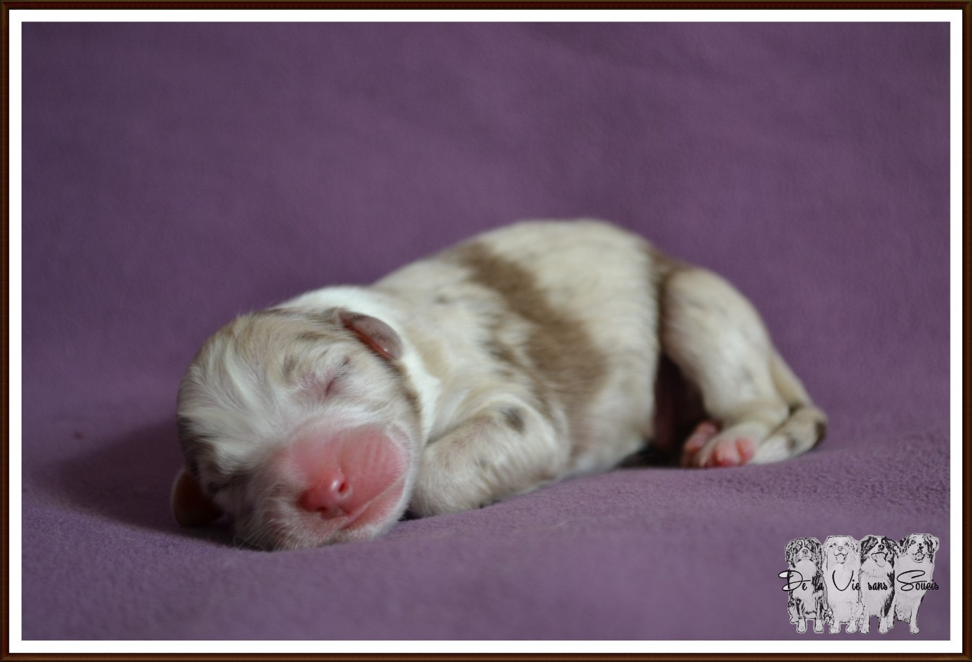 De La Vie Sans Soucis - Chiots disponibles - Berger Australien