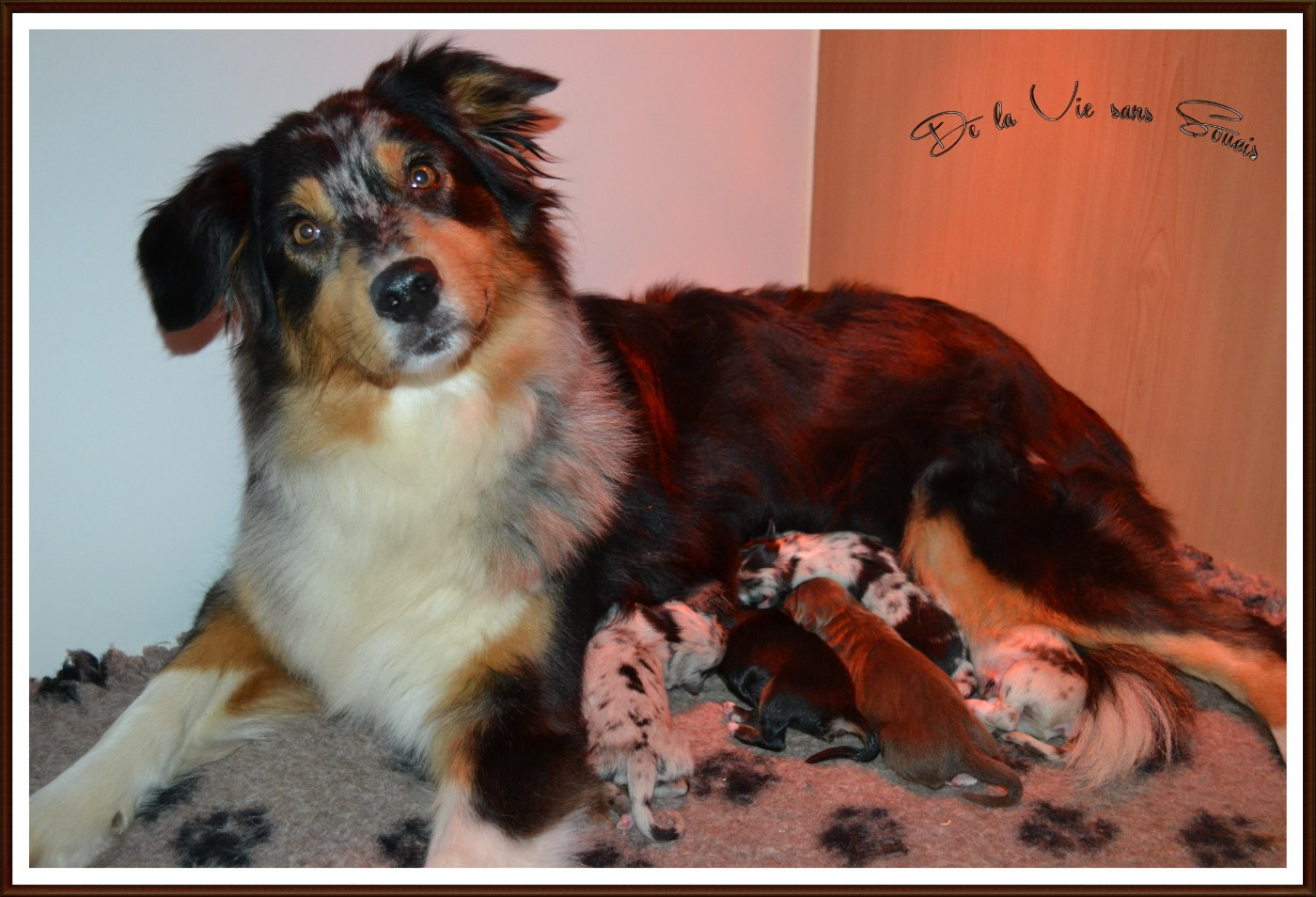 Chiot Berger Australien De La Vie Sans Soucis