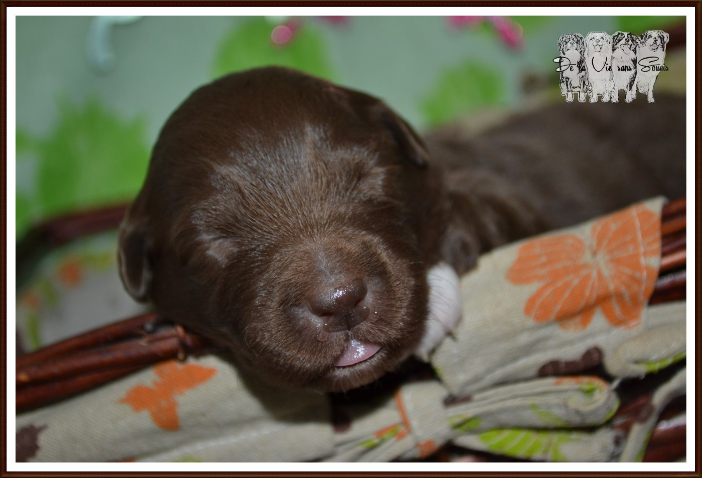 De La Vie Sans Soucis - Chiots disponibles - Berger Australien