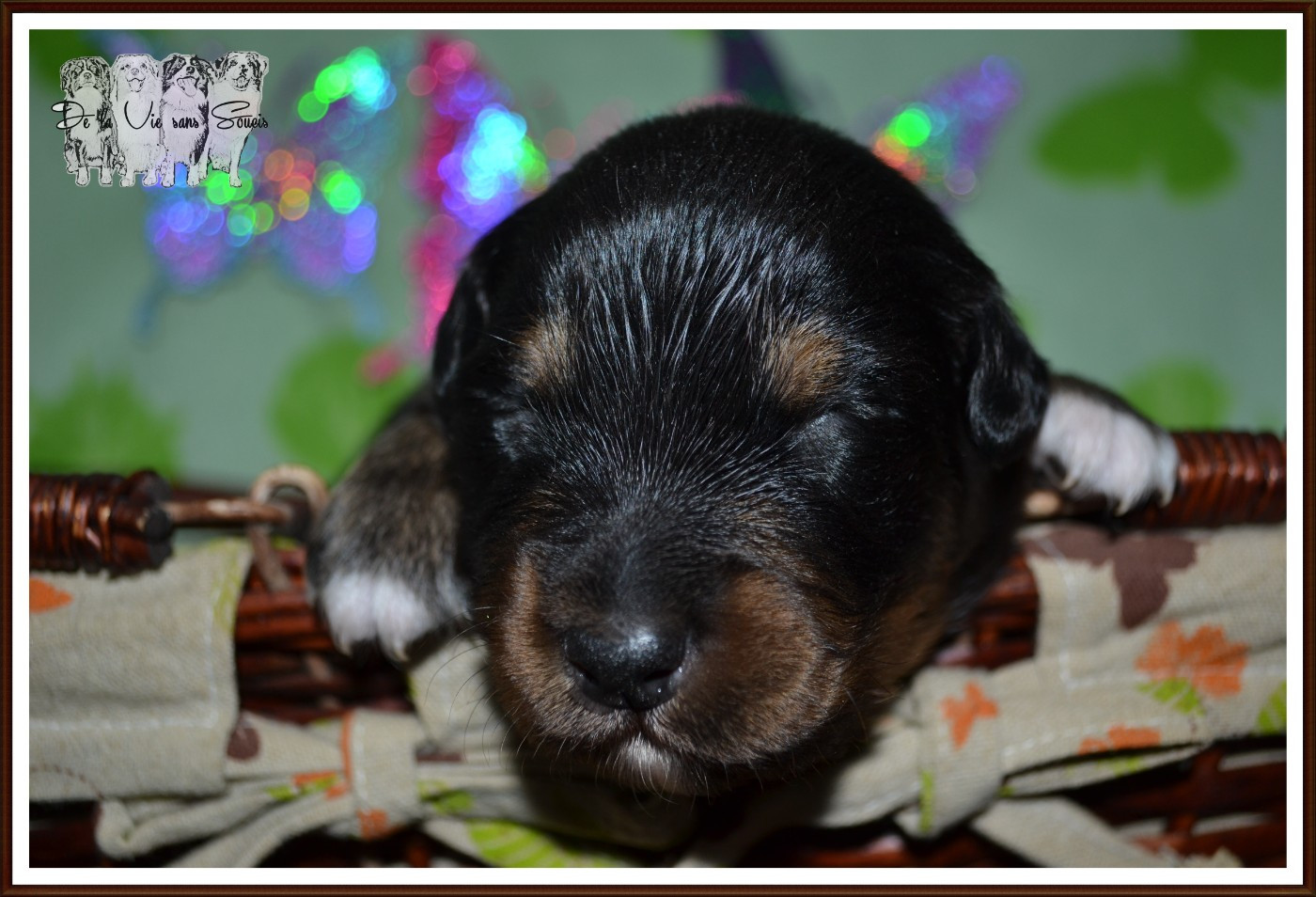 De La Vie Sans Soucis - Chiots disponibles - Berger Australien