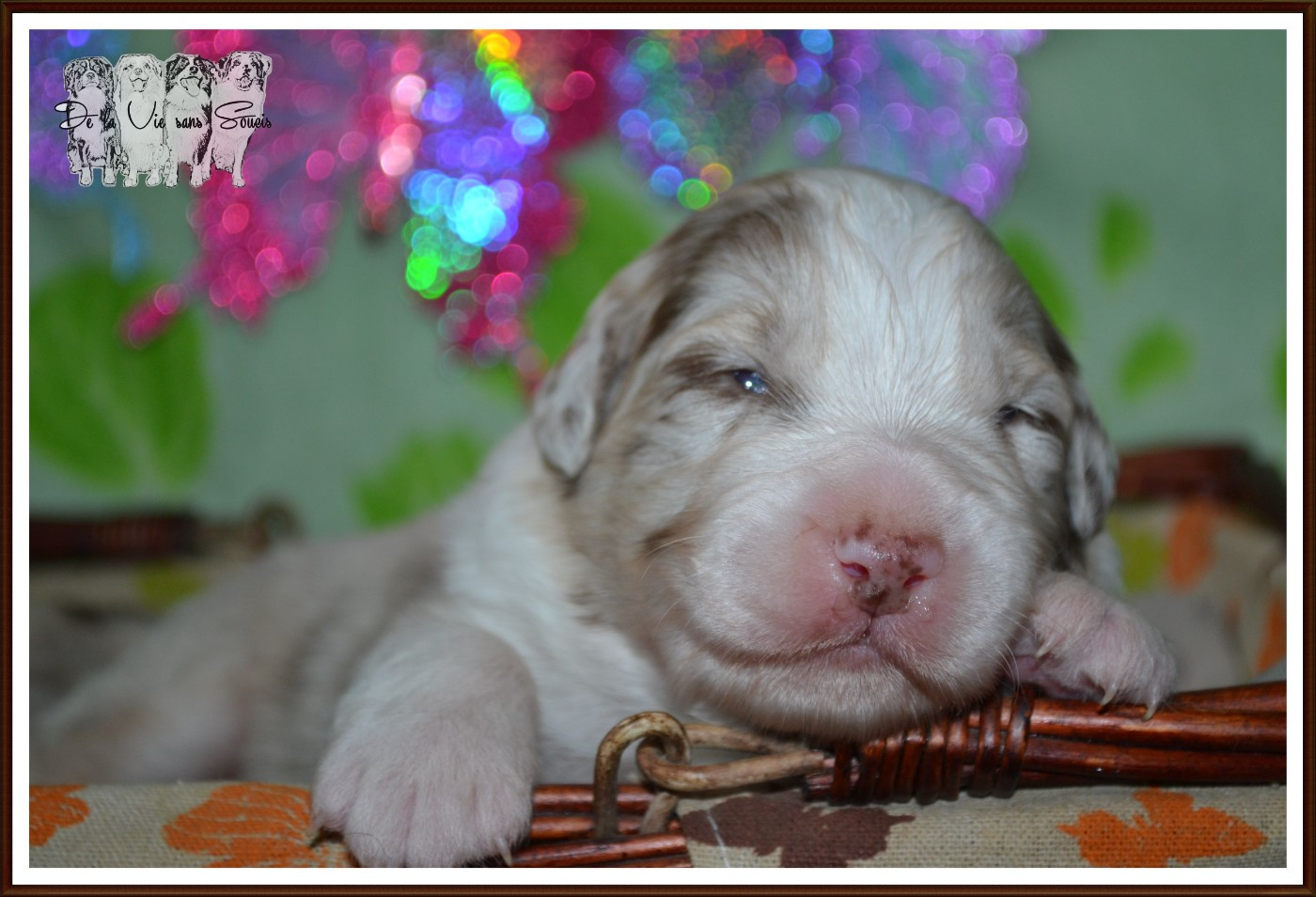 De La Vie Sans Soucis - Chiots disponibles - Berger Australien