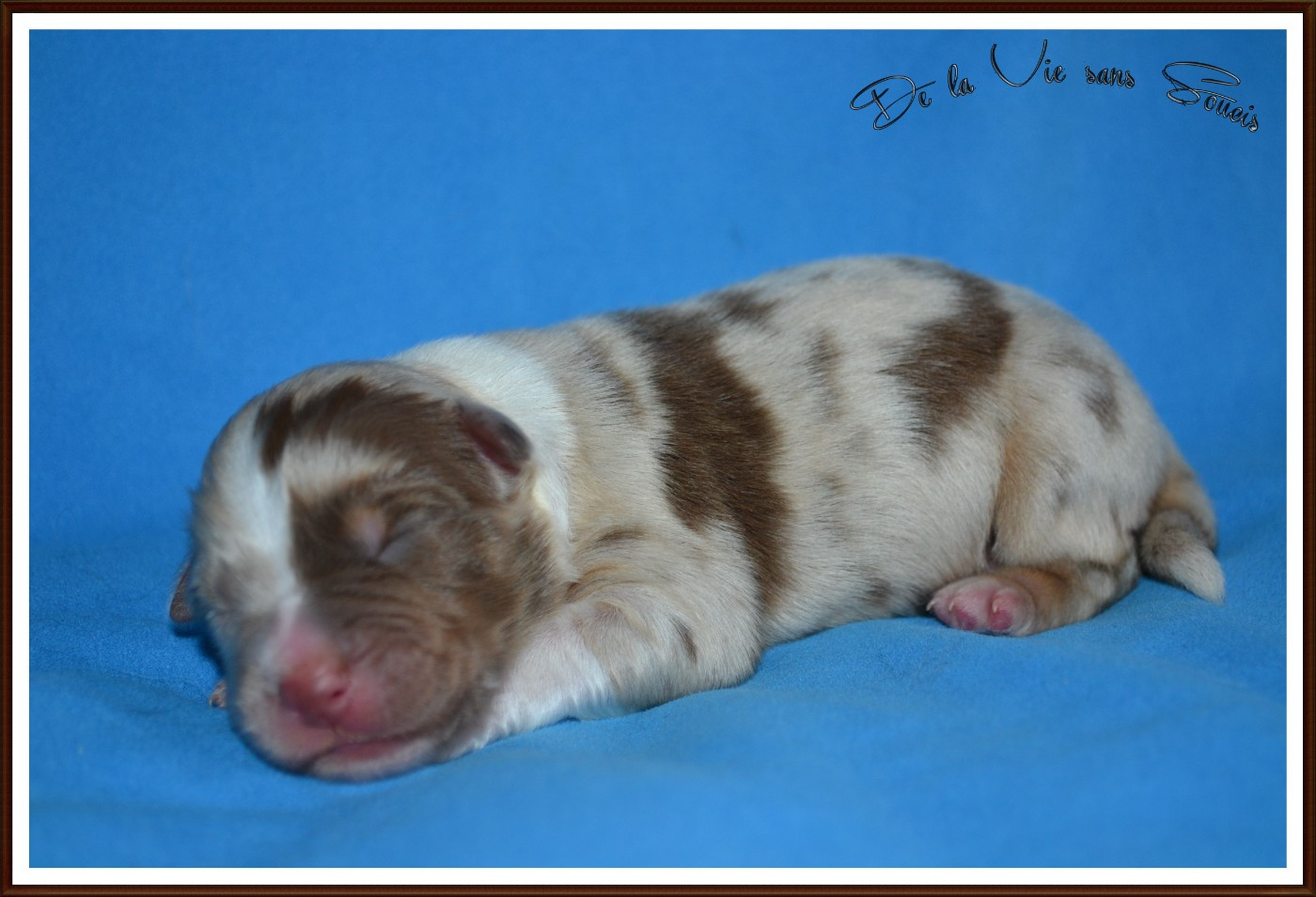 De La Vie Sans Soucis - Chiots disponibles - Berger Australien