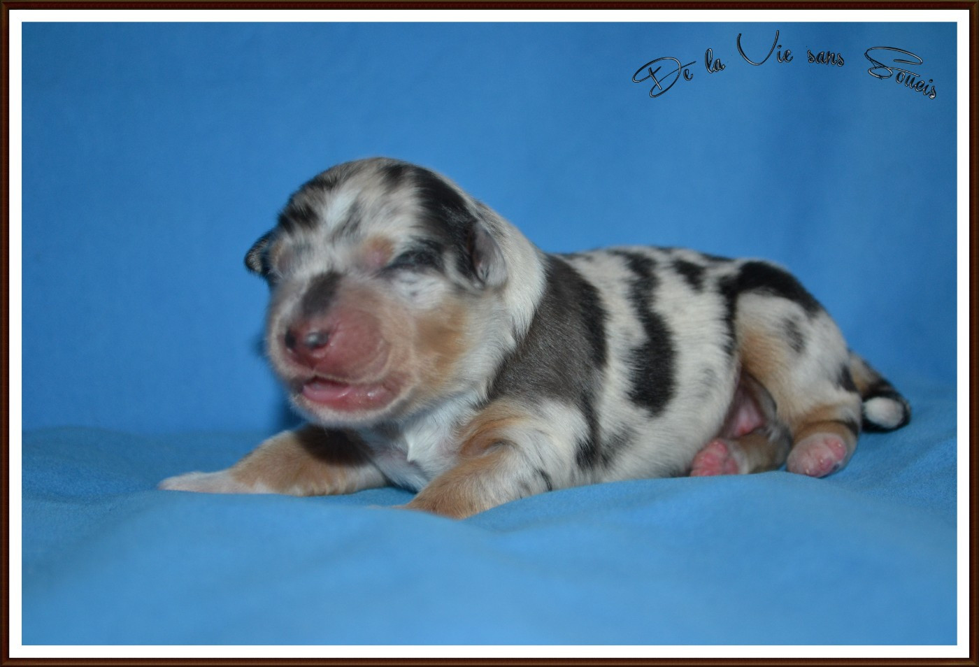 De La Vie Sans Soucis - Chiots disponibles - Berger Australien