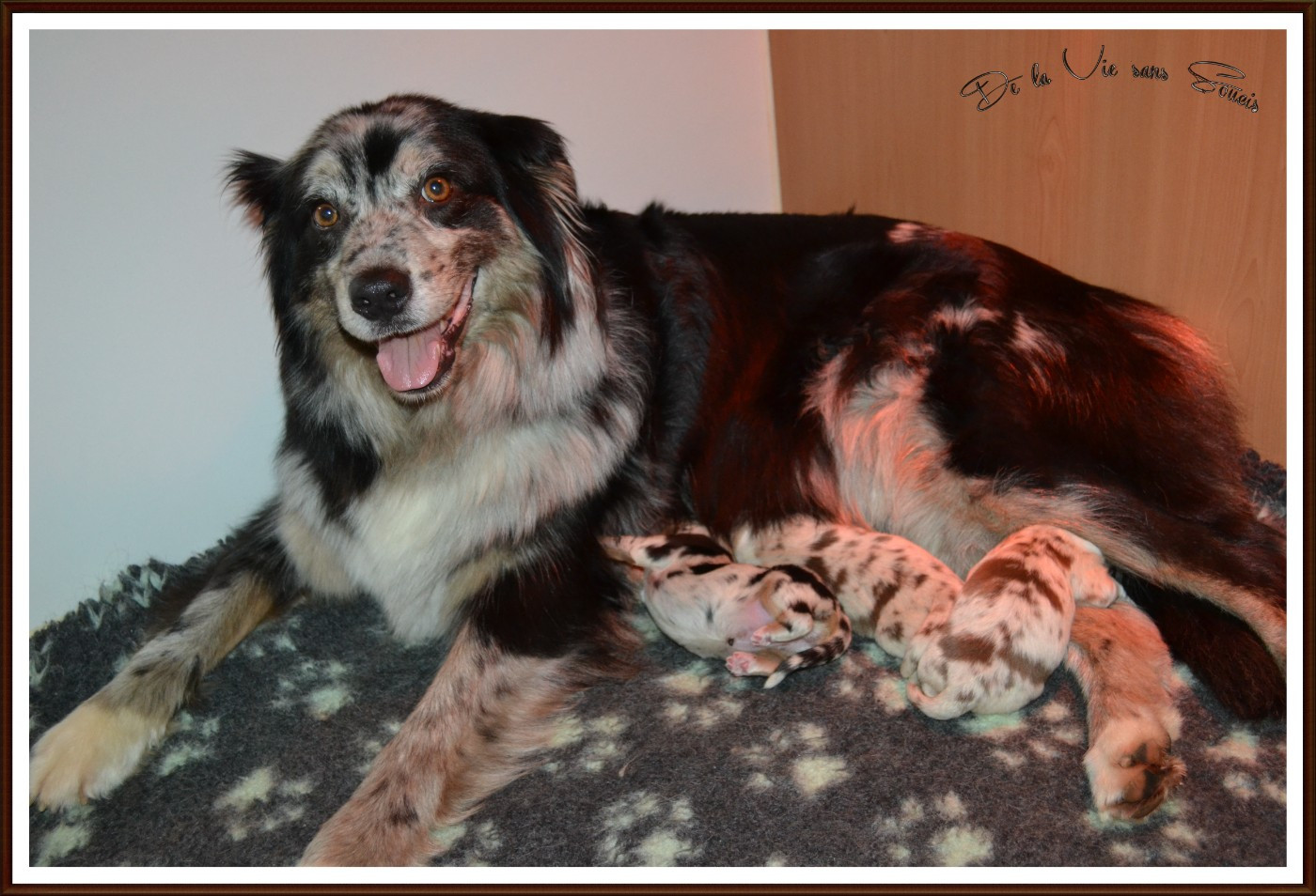 Chiot Berger Australien De La Vie Sans Soucis