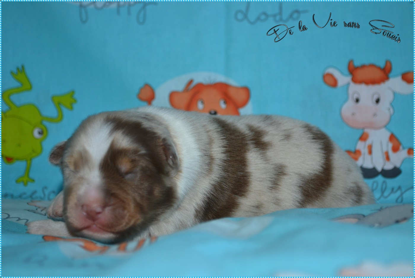 De La Vie Sans Soucis - Chiots disponibles - Berger Australien