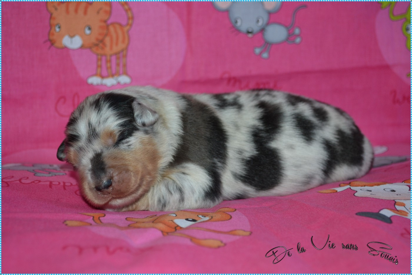 De La Vie Sans Soucis - Chiots disponibles - Berger Australien