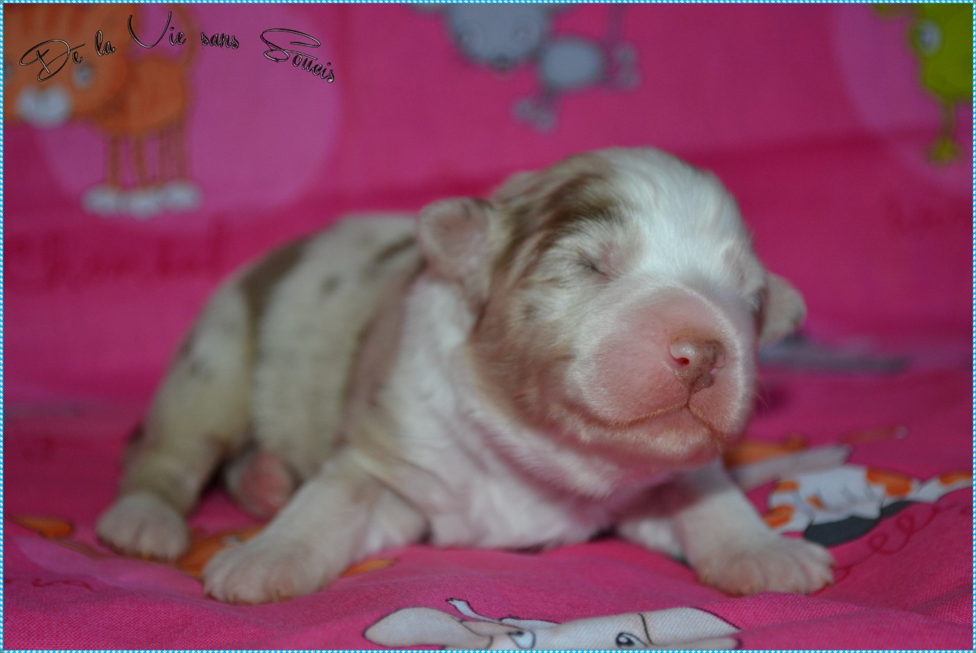 De La Vie Sans Soucis - Chiots disponibles - Berger Australien