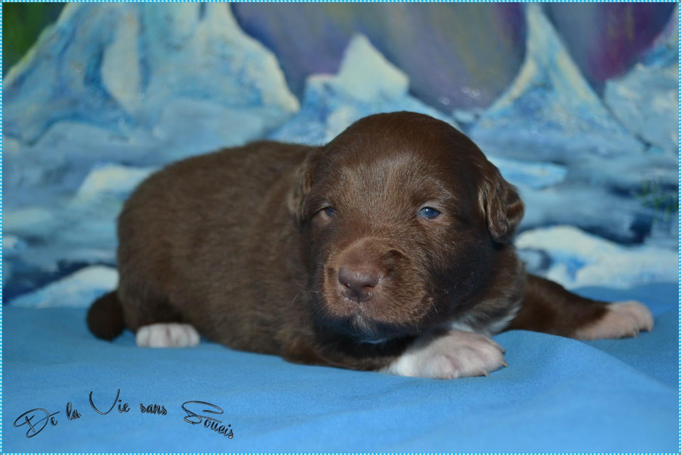 De La Vie Sans Soucis - Chiots disponibles - Berger Australien