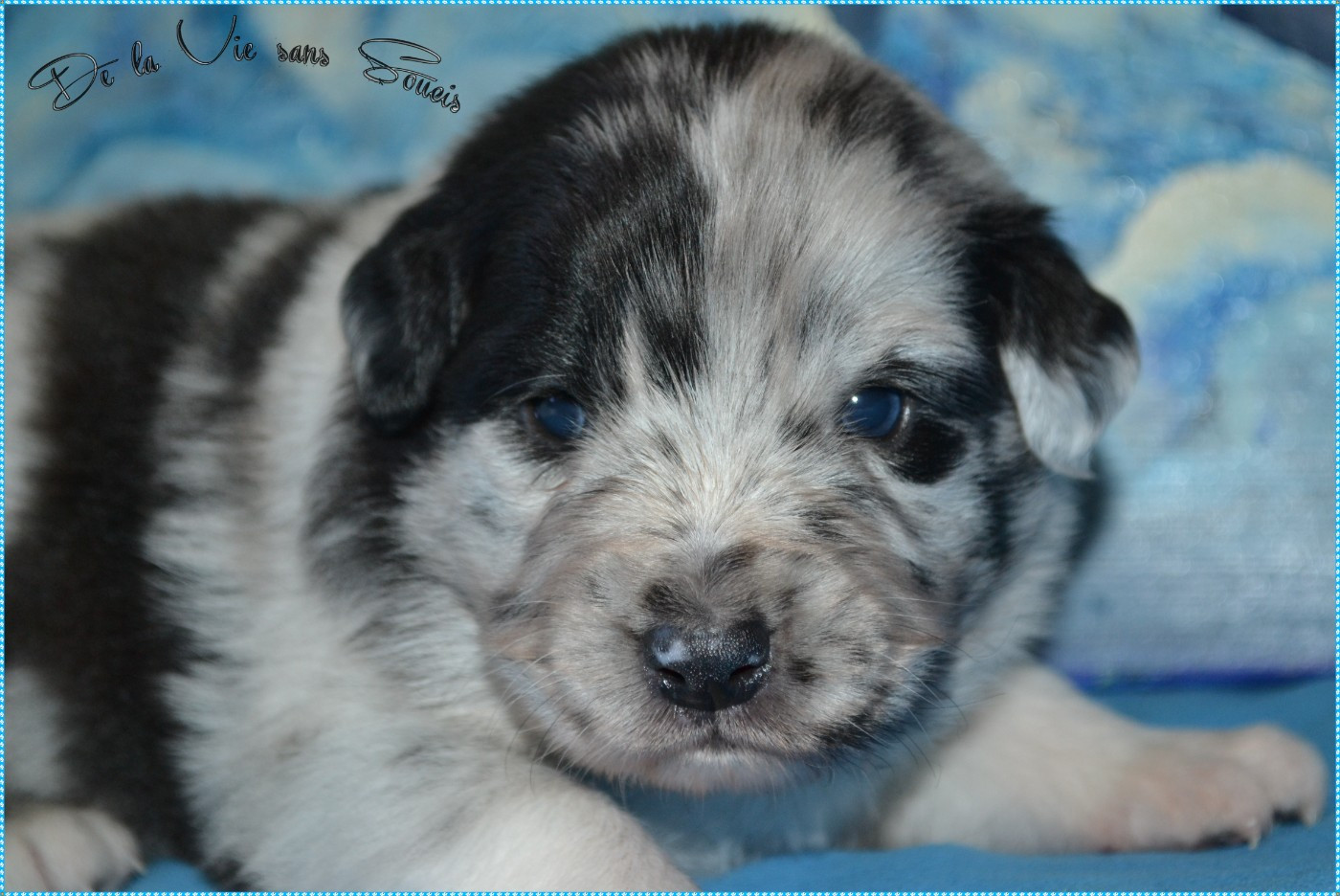 De La Vie Sans Soucis - Chiots disponibles - Berger Australien