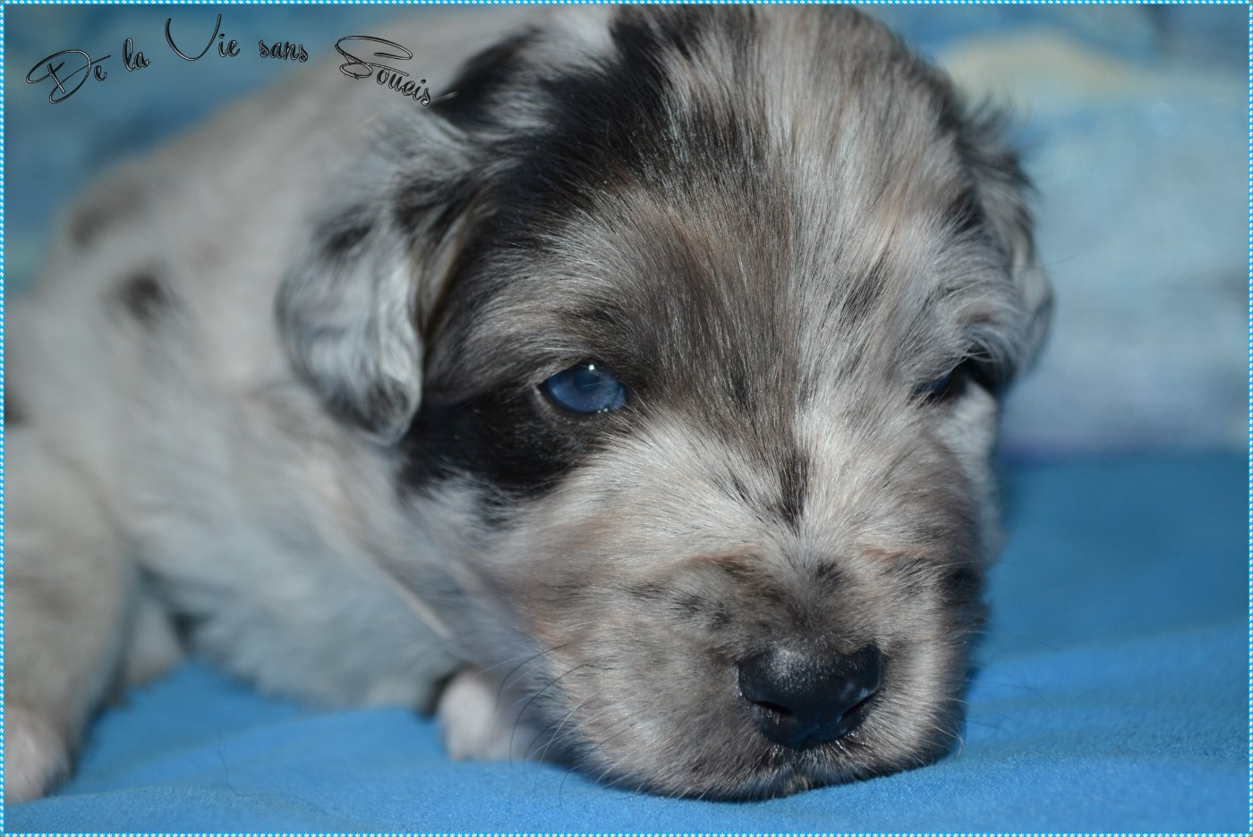 De La Vie Sans Soucis - Chiots disponibles - Berger Australien