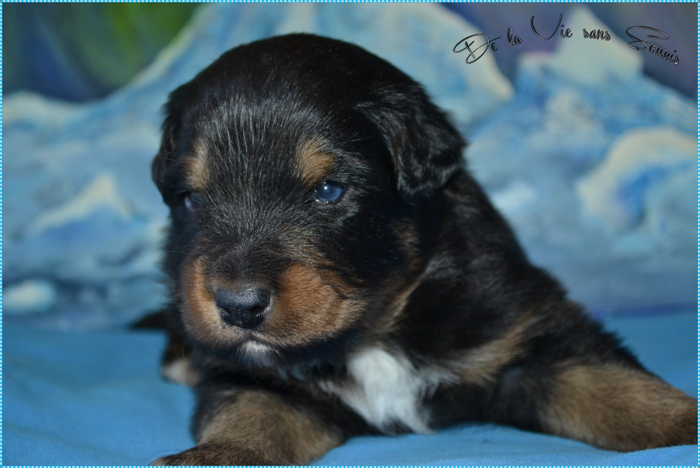 De La Vie Sans Soucis - Chiots disponibles - Berger Australien
