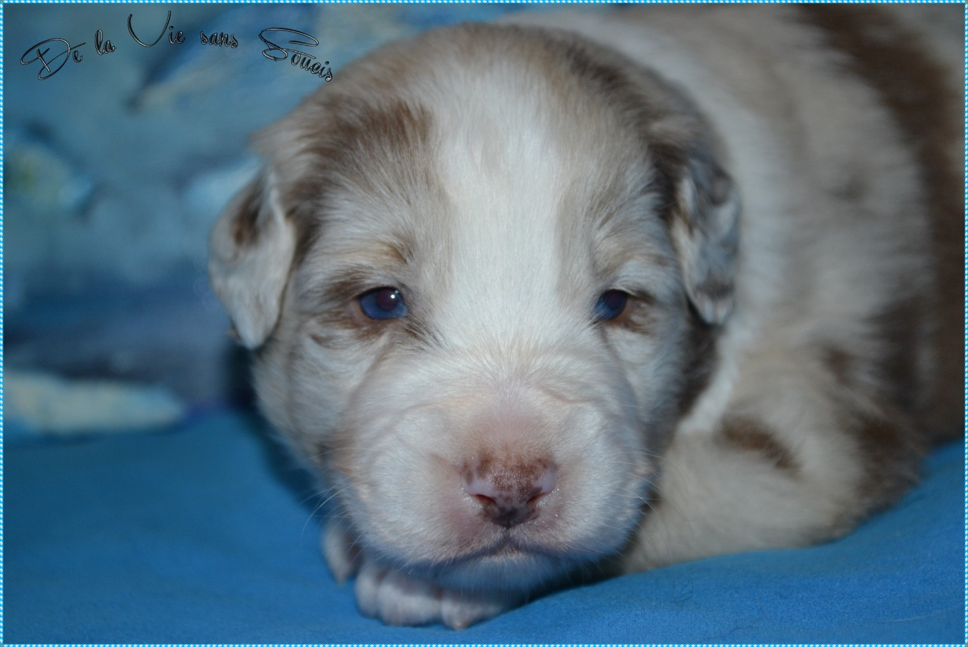 De La Vie Sans Soucis - Chiots disponibles - Berger Australien