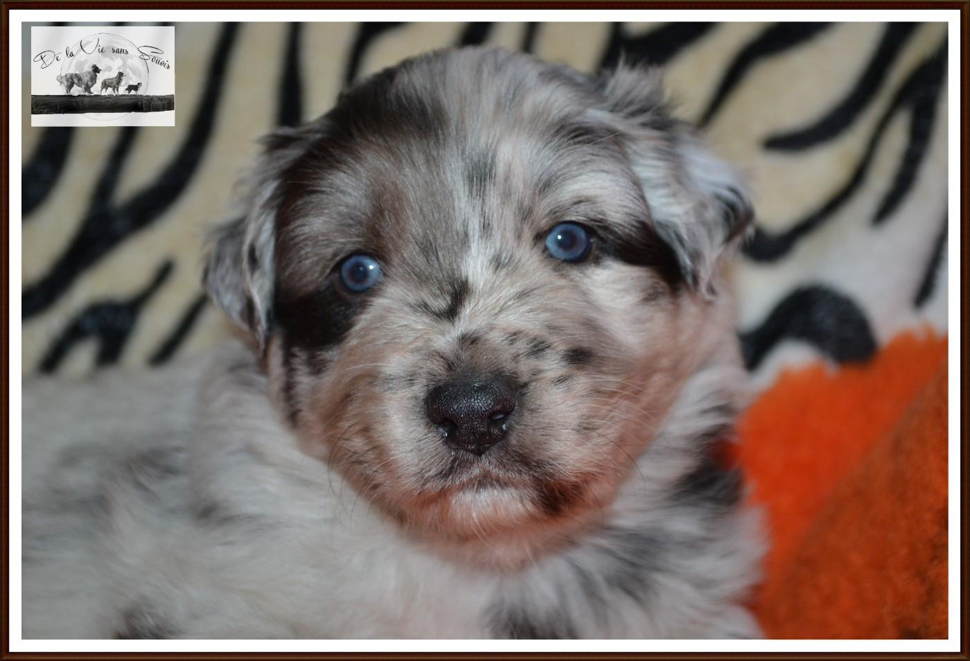 De La Vie Sans Soucis - Chiots disponibles - Berger Australien