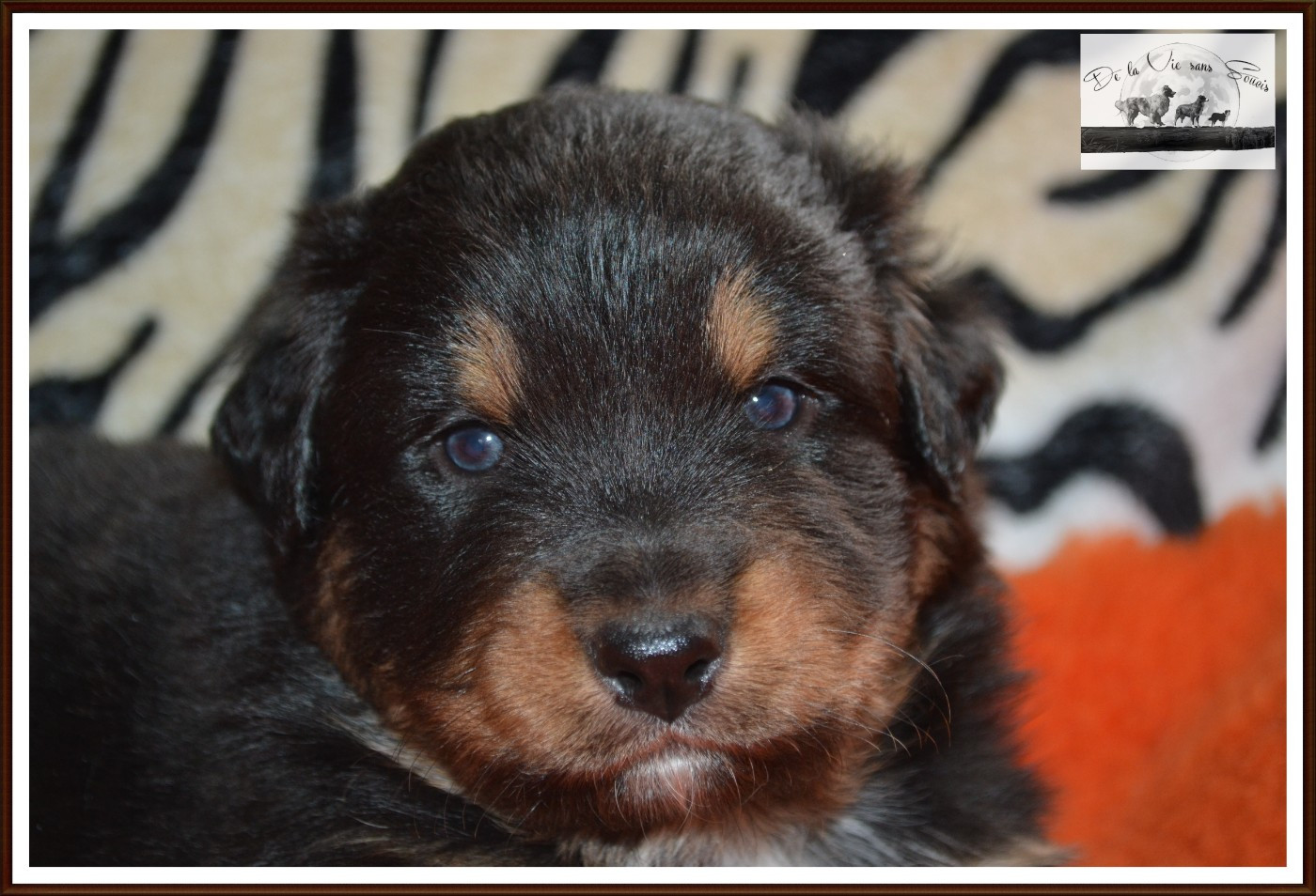 De La Vie Sans Soucis - Chiots disponibles - Berger Australien