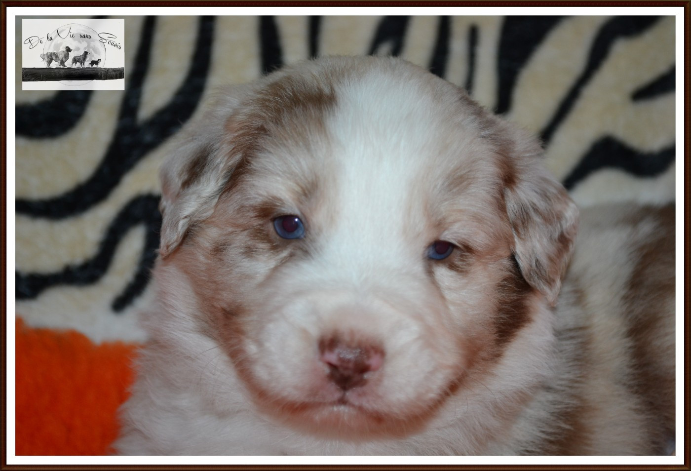 De La Vie Sans Soucis - Chiots disponibles - Berger Australien