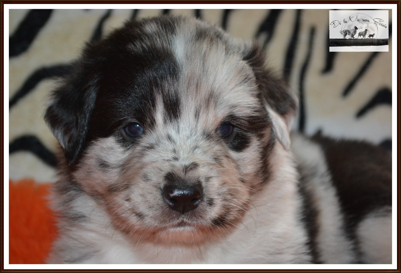 De La Vie Sans Soucis - Chiots disponibles - Berger Australien