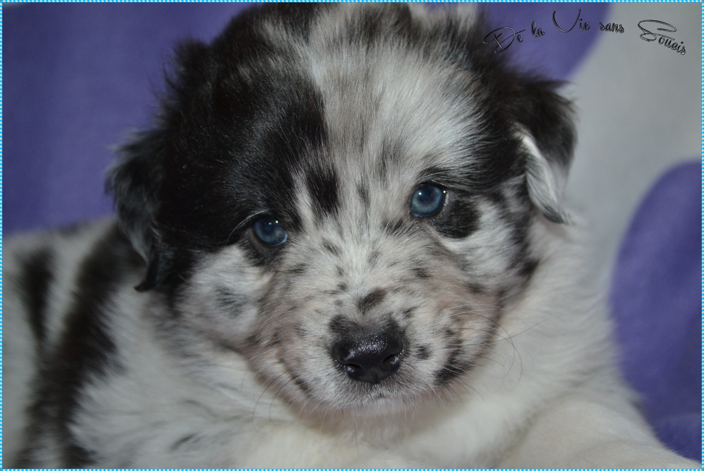 De La Vie Sans Soucis - Chiots disponibles - Berger Australien