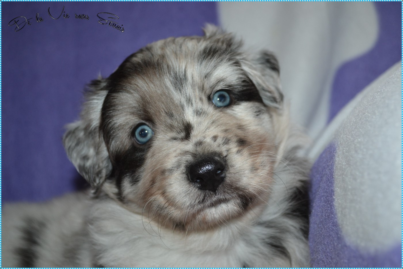 De La Vie Sans Soucis - Chiots disponibles - Berger Australien