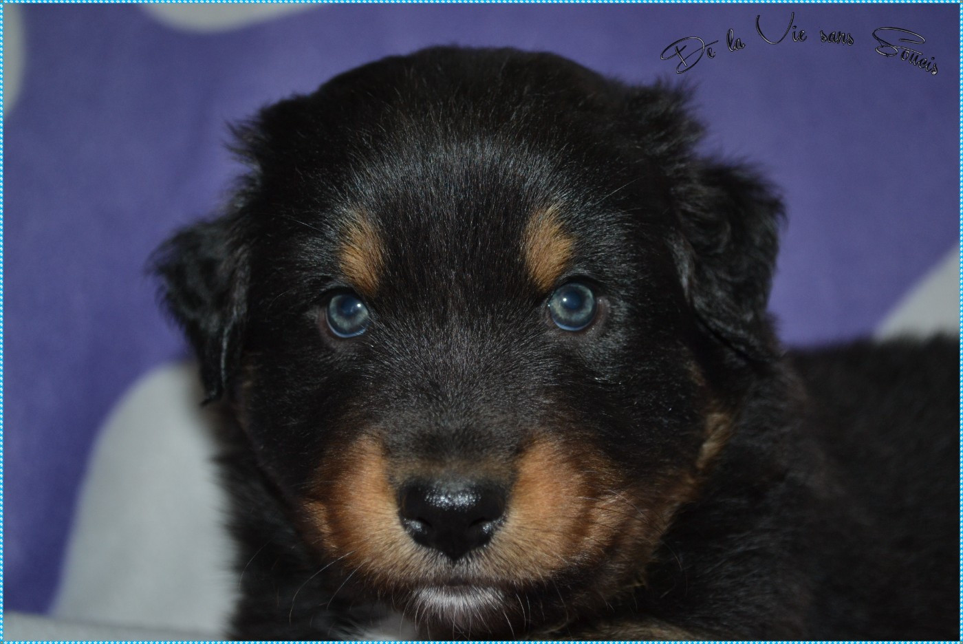 De La Vie Sans Soucis - Chiots disponibles - Berger Australien