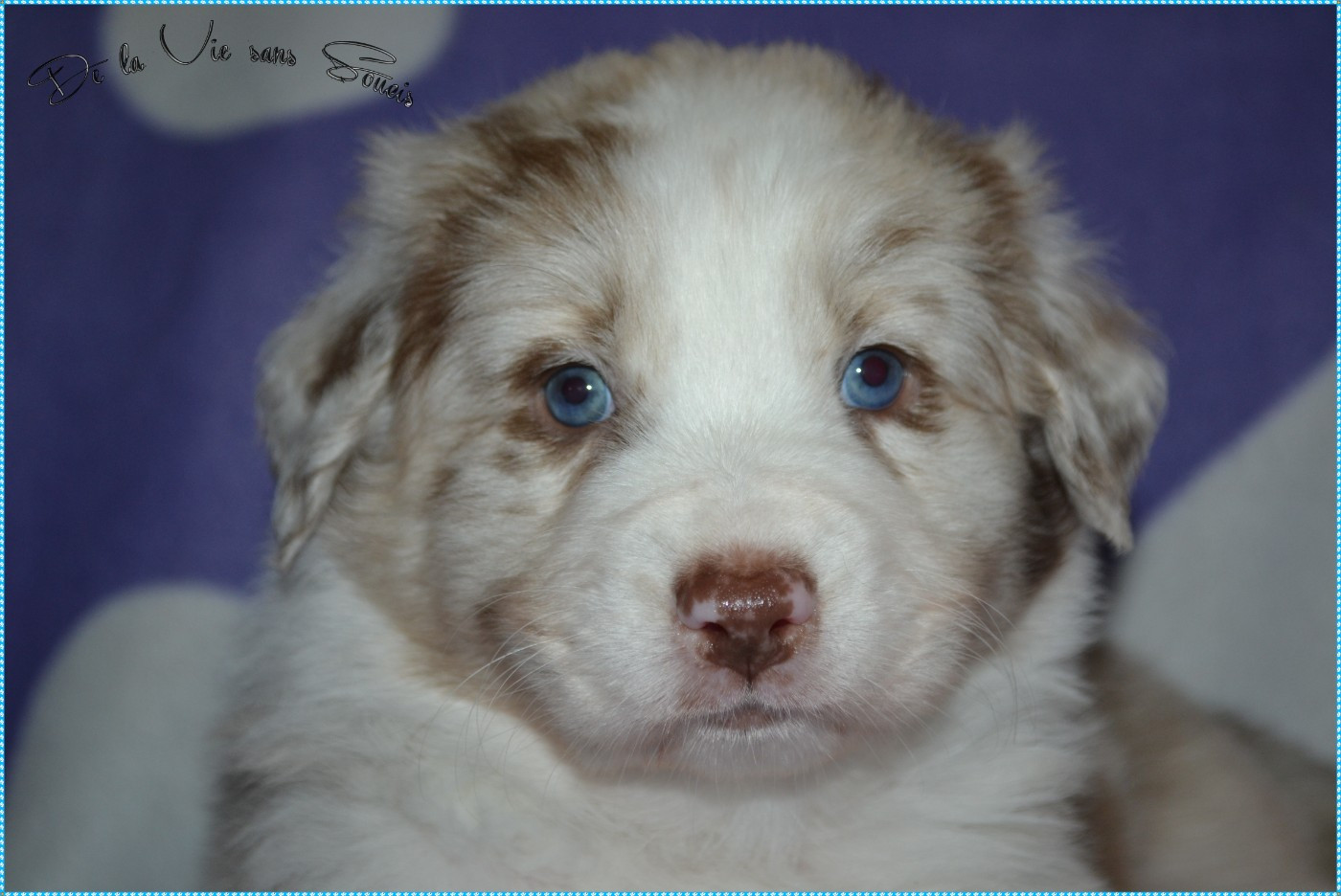 De La Vie Sans Soucis - Chiots disponibles - Berger Australien