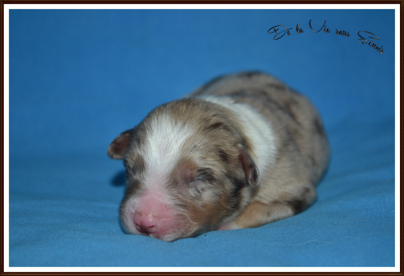 De La Vie Sans Soucis - Chiots disponibles - Berger Australien