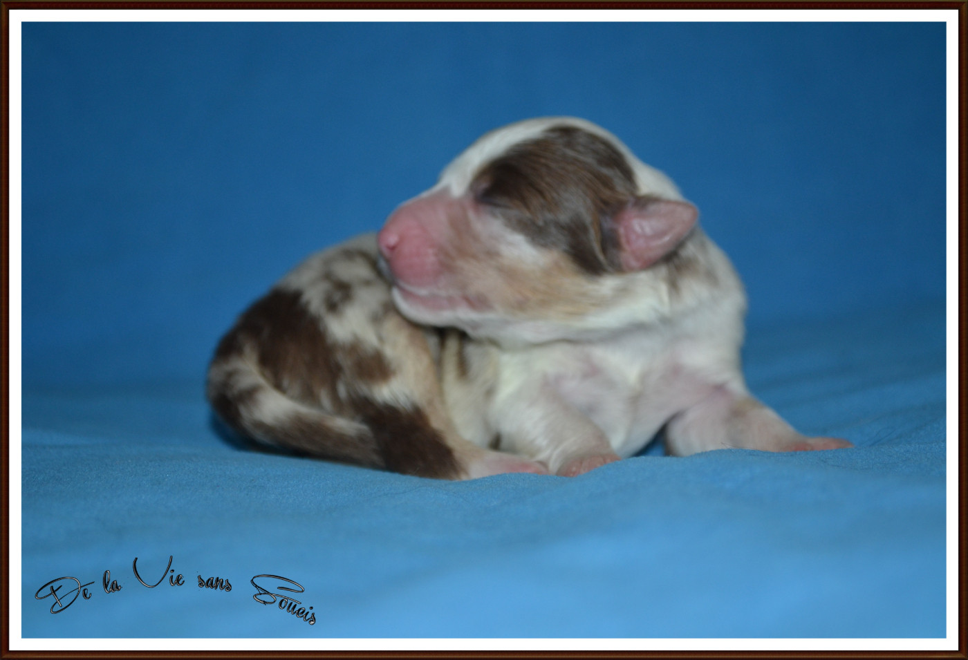 De La Vie Sans Soucis - Chiots disponibles - Berger Australien