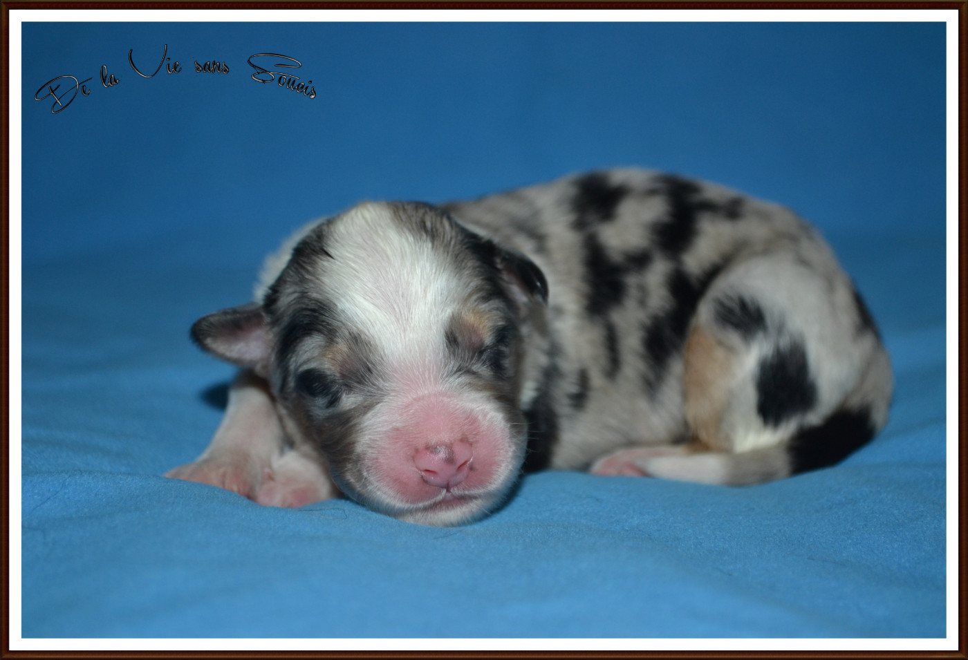 De La Vie Sans Soucis - Chiots disponibles - Berger Australien