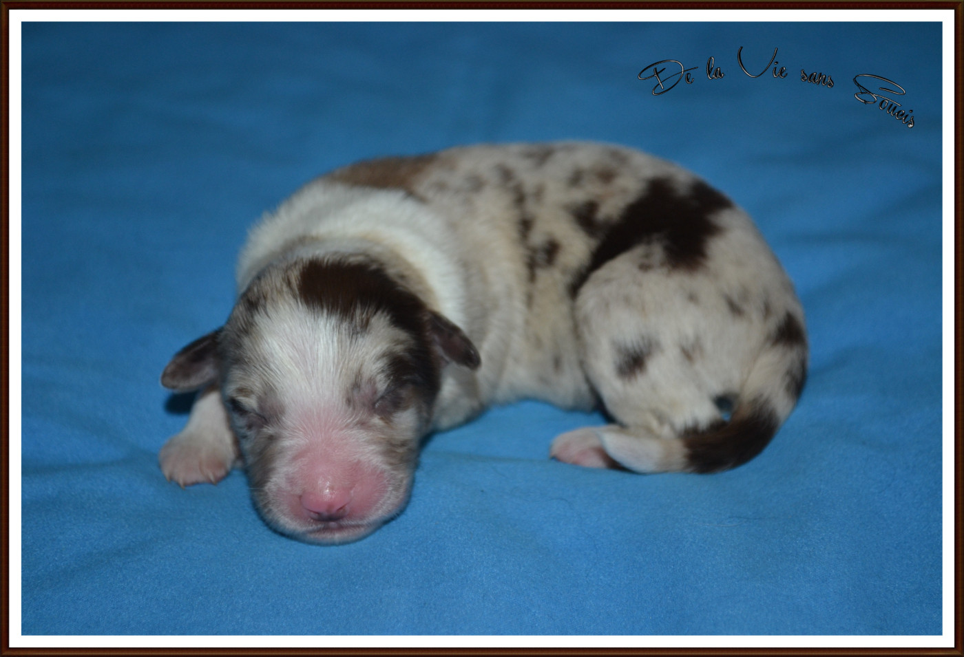 De La Vie Sans Soucis - Chiots disponibles - Berger Australien