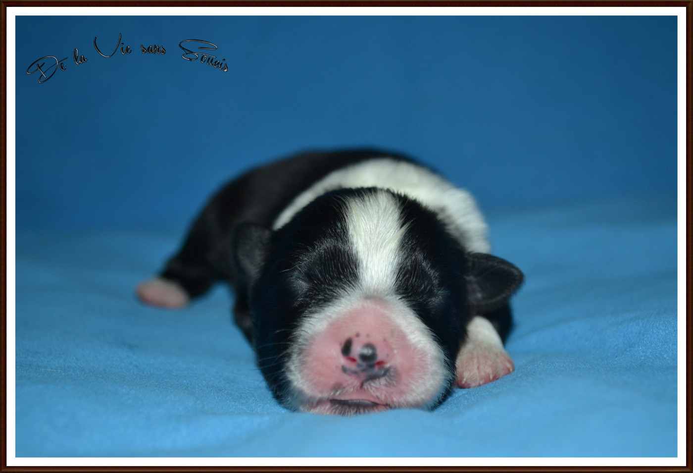 De La Vie Sans Soucis - Chiots disponibles - Berger Australien
