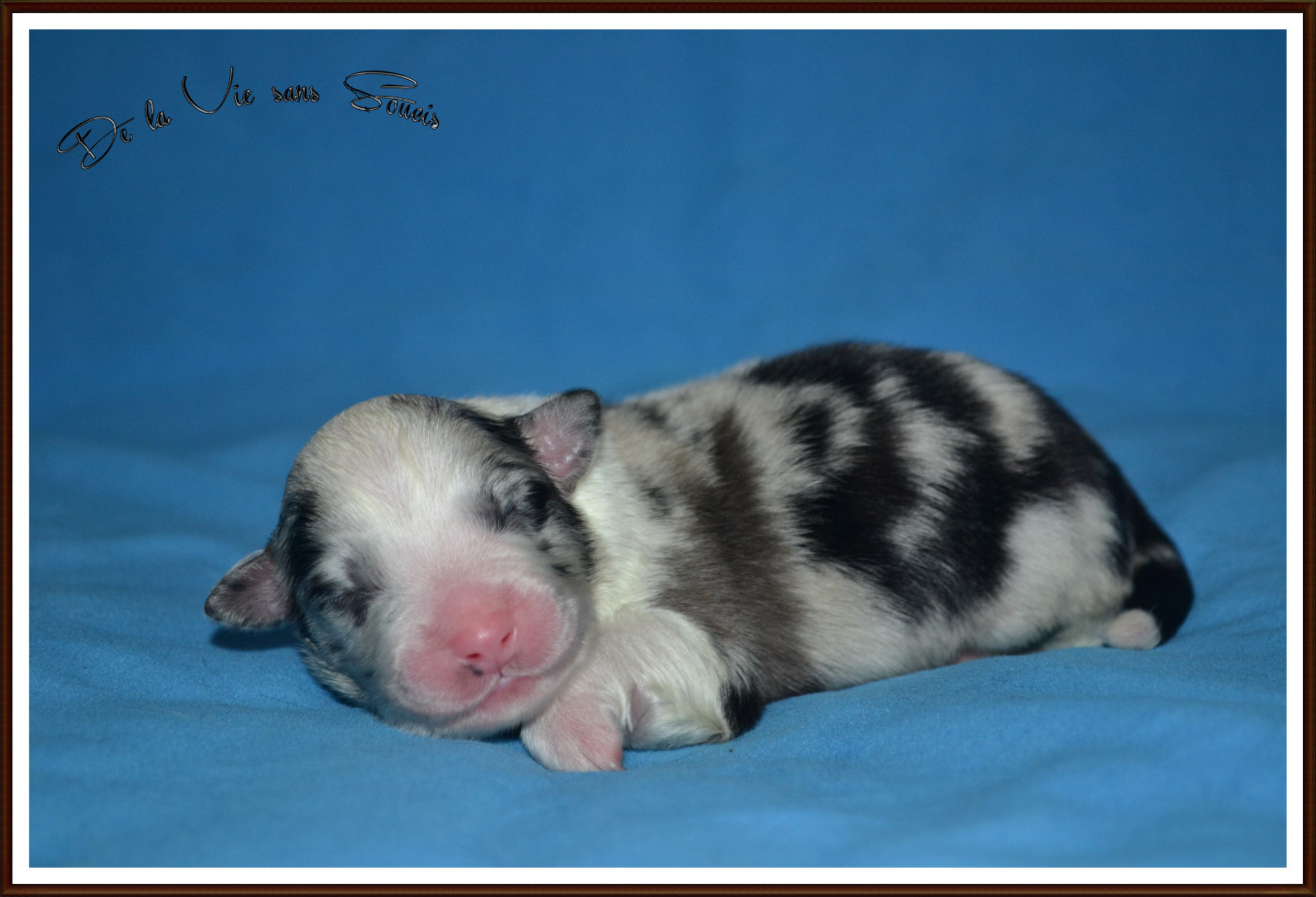 De La Vie Sans Soucis - Chiots disponibles - Berger Australien