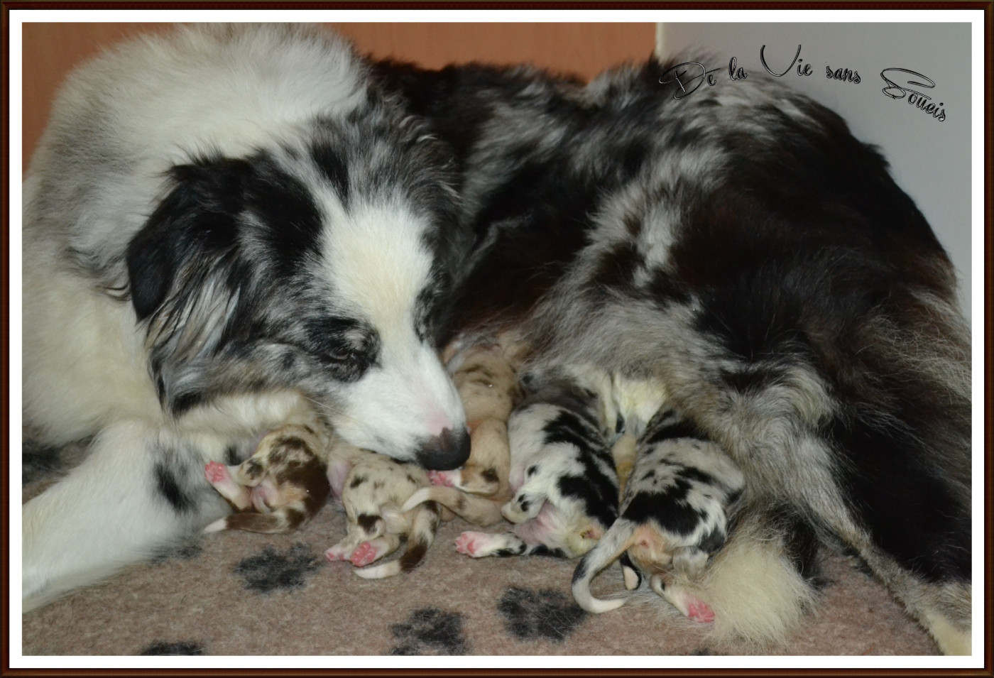Chiot Berger Australien De La Vie Sans Soucis