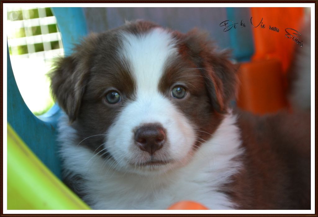 De La Vie Sans Soucis - Chiots disponibles - Berger Australien