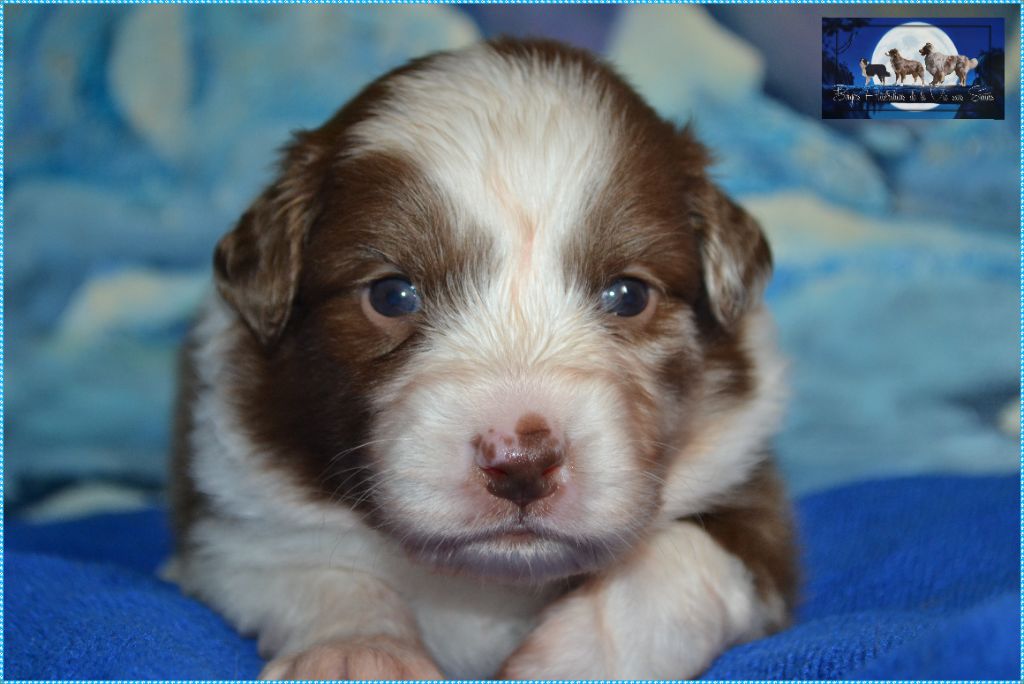 De La Vie Sans Soucis - Chiots disponibles - Berger Australien