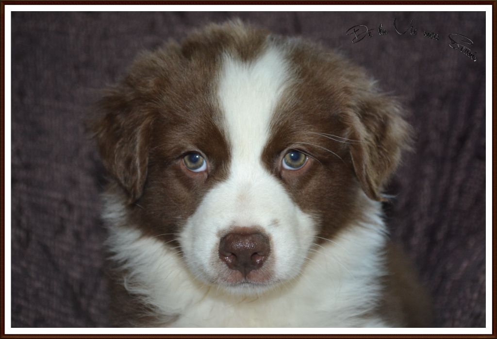 De La Vie Sans Soucis - Chiots disponibles - Berger Australien